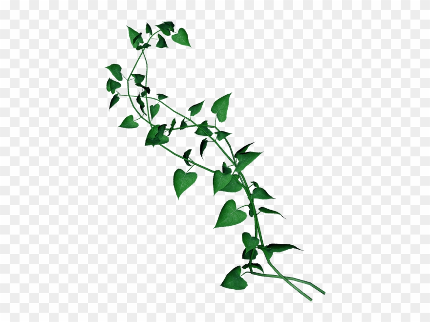 Ivy Clipart Curly - Liane Png Transparent Png