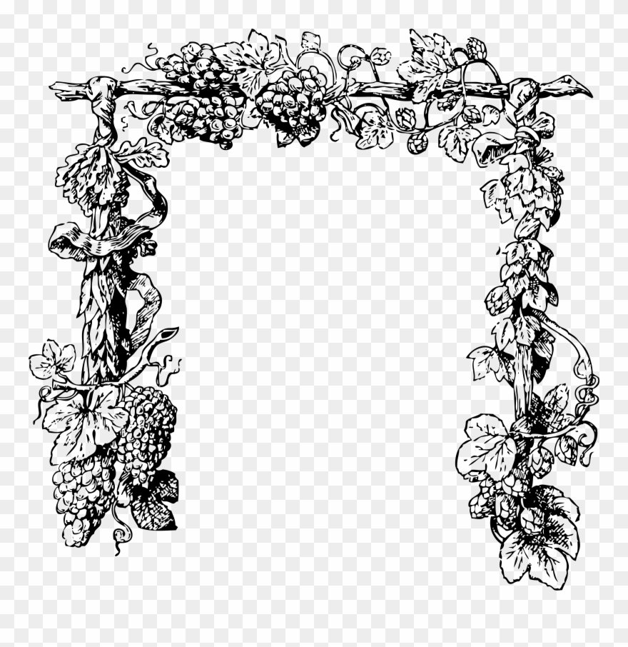 Vine Border Clip Art Free - Vine Plant Black And White - Png Download