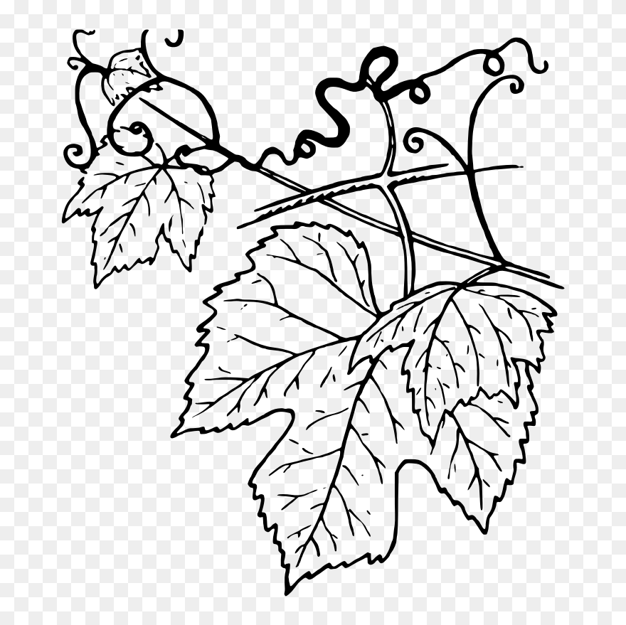 Ivy Clipart Grape Leave - Grape Leaves Black And White - Png Download