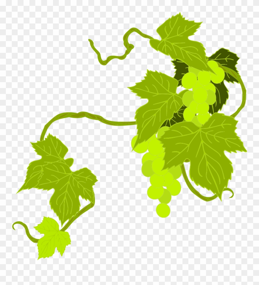 Onlinelabels Clip Art Grapes - Grape Leaves Clipart Png Transparent