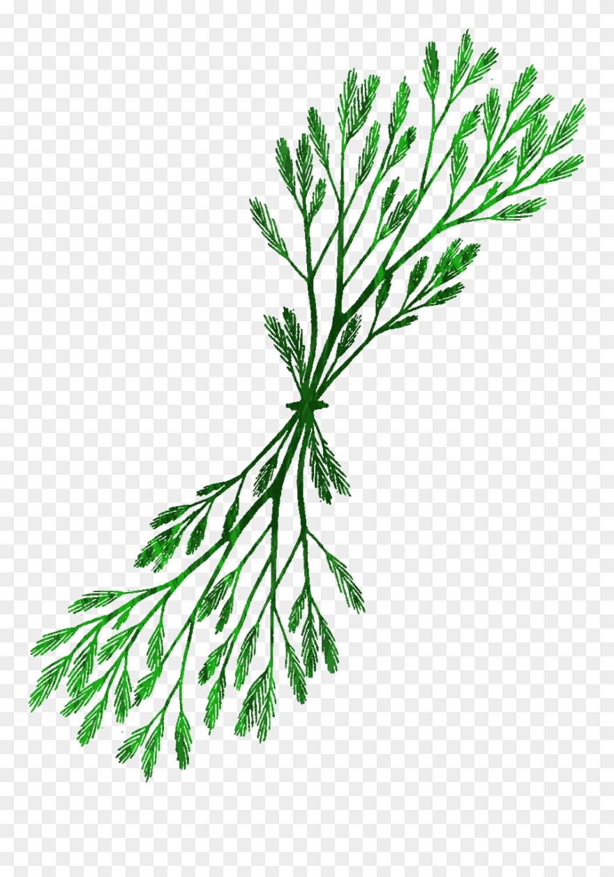 Seaweed Cartoon Grass Clip Art - Png Download
