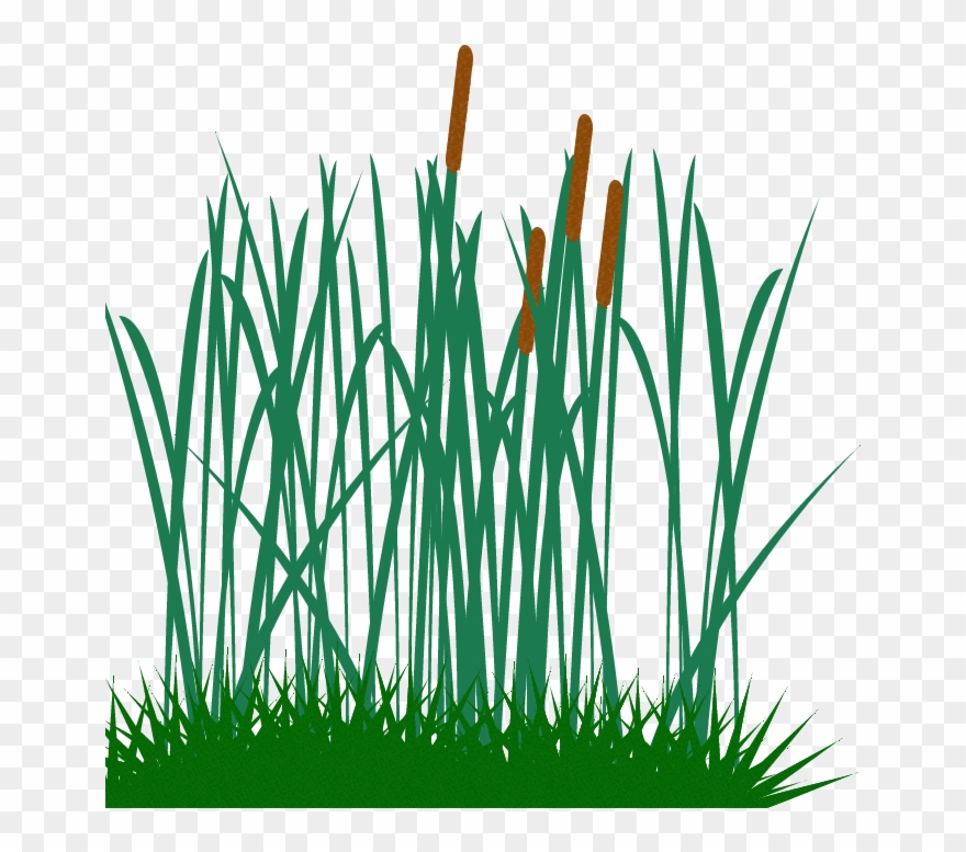 Tall Grass Clip - Tall Grass Clip Art - Png Download