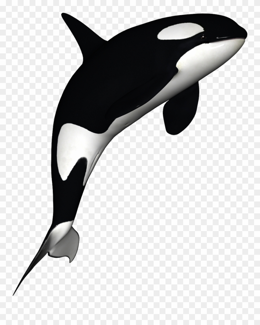 Orca Clipart Free - Orca Whale White Background - Png Download