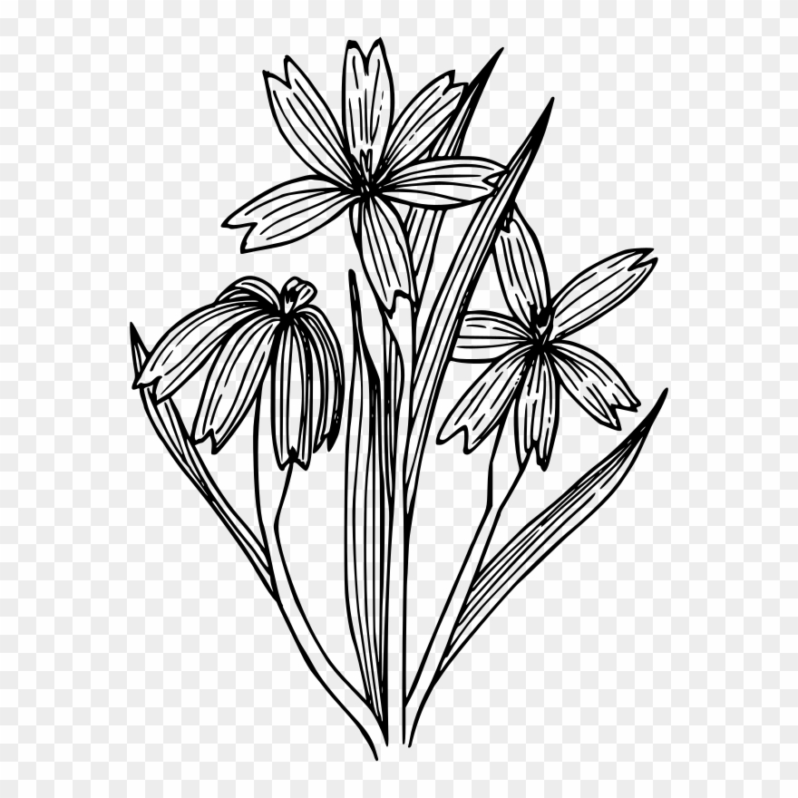 Blue-eyed Grass Drawing Line Art Coloring Book Flowering - Blue Eyed Grass Outline Clipart