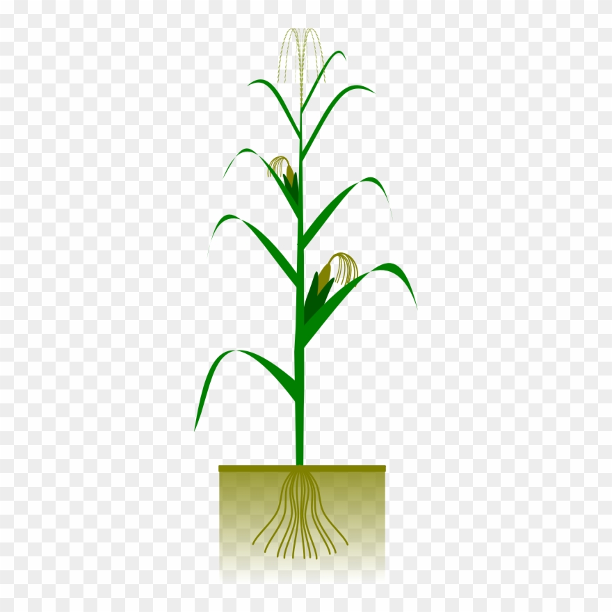 Free Corn Plant Clip Art - Maize Plant - Png Download