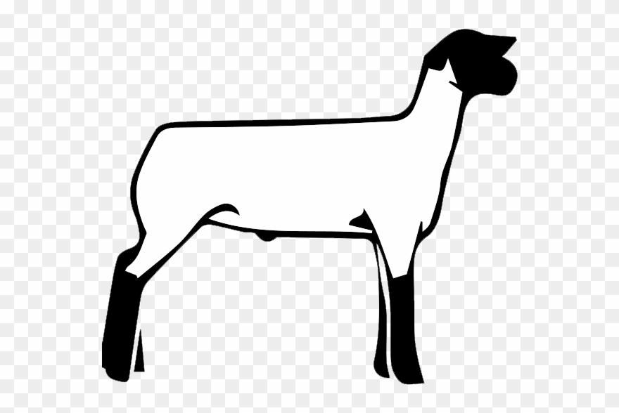 If You Found This Page By Searching For Show Lamb Clip - Show Lamb Clipart Black And White - Png Download
