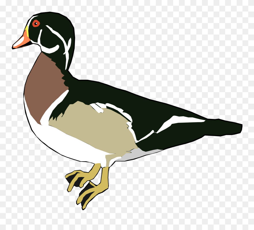 Wood Duck - بطة Png Clipart