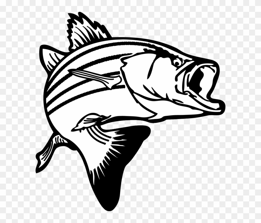 Clipart Freeuse Library Bass Clipart Black And White - Striped Bass Clip Art - Png Download