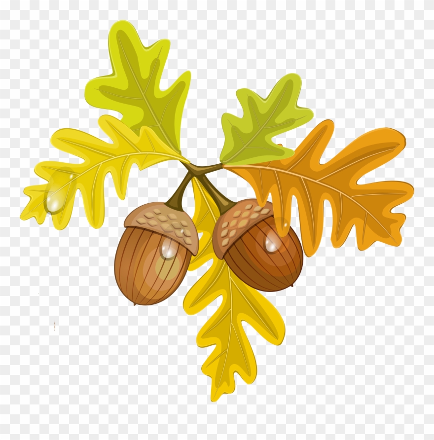 Transparent Fall Leaves With Acorns - Transparent Background Fall Leaf Clipart - Png Download