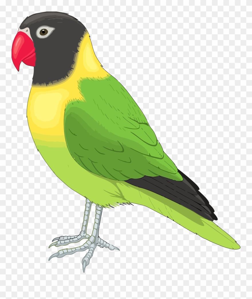 Parrot 20clipart - Bird Pictures Clip Art - Png Download