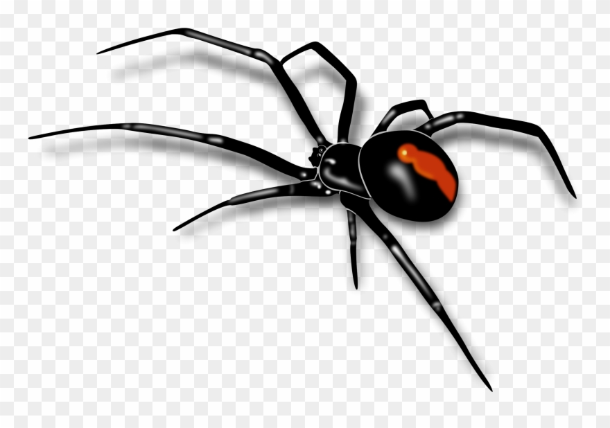 Clipart Info - Redback Spider - Png Download