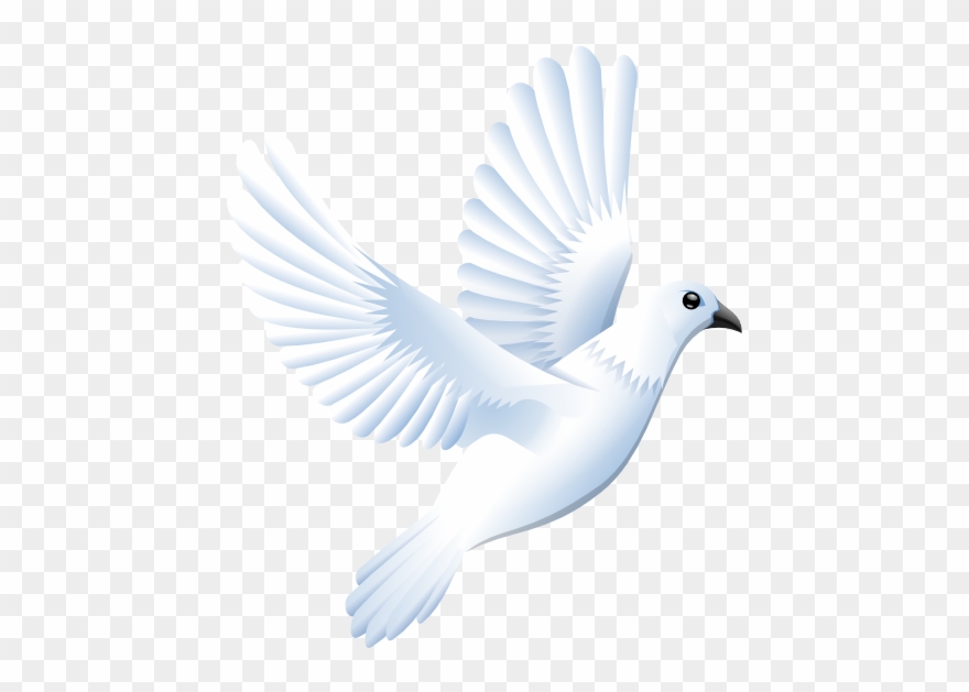 Colomba Peace Dove 555px - Transparent Dove Vector Png Clipart