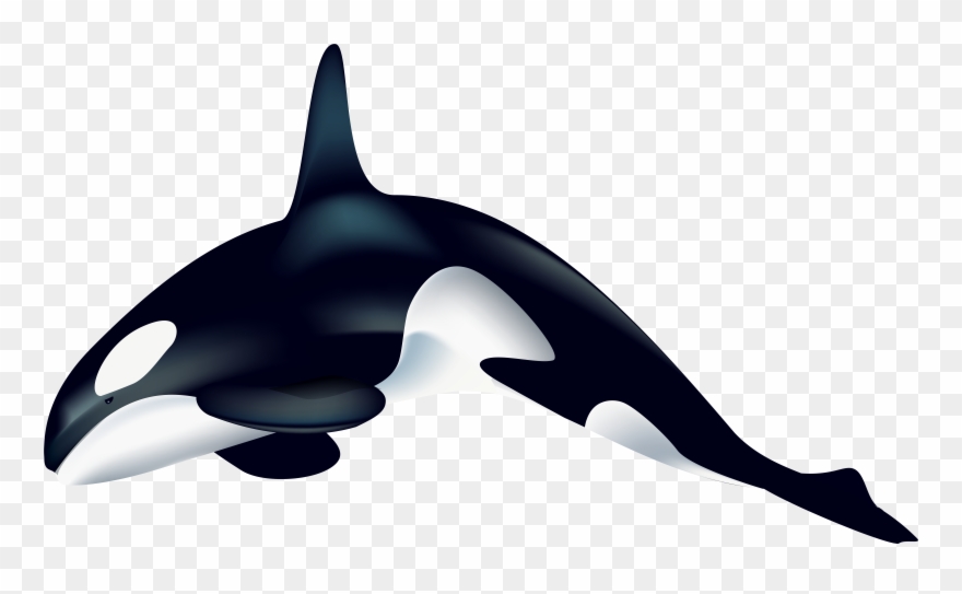Orca Png Transparent Clip Art Image Gallery Yopriceville - Whale Transparent