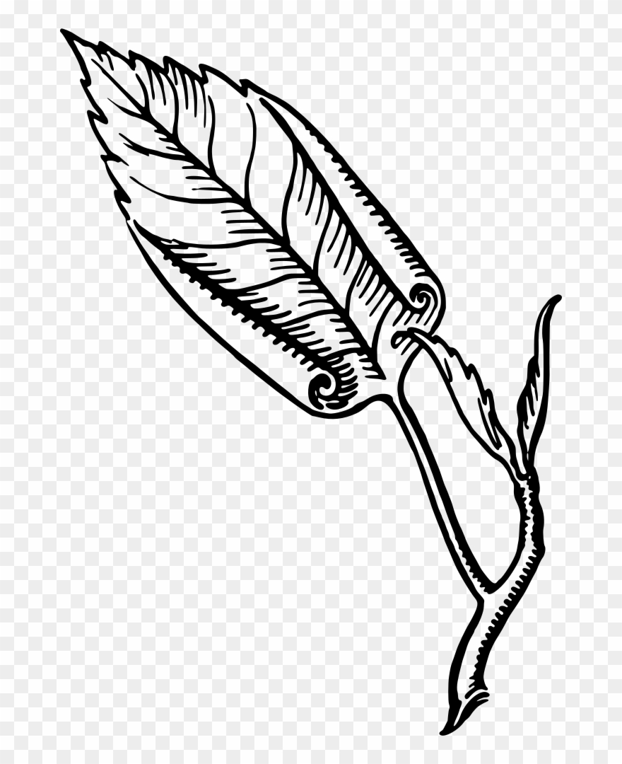 All Photo Png Clipart - Involute Leaf Transparent Png