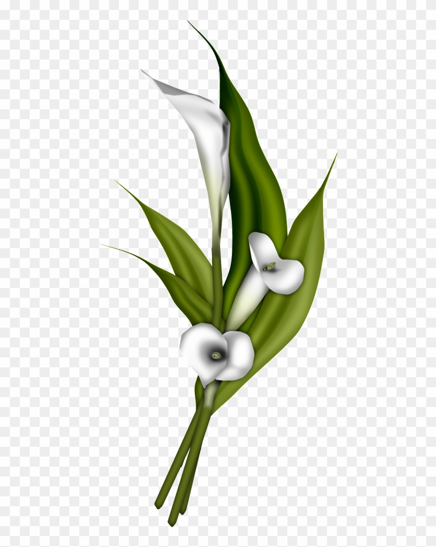 Photobucket Wedding Doves Cake Ideas And Designs - White Calla Lily Transparent Clipart