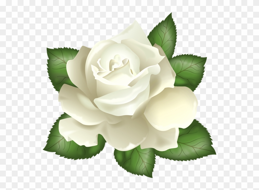 Art Patterns, Pattern Art, Rose Clipart, Clip Art Pictures, - White Rose Clipart Transparent - Png Download