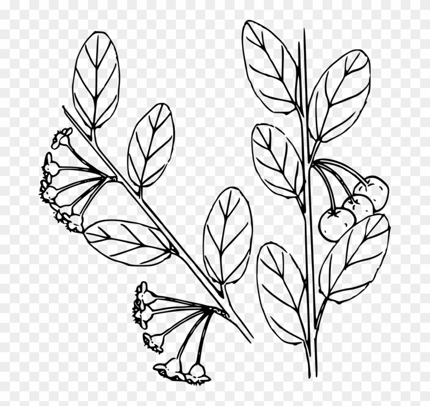 Line Art Drawing Floral Design Computer Icons - Coloring Page Clipart