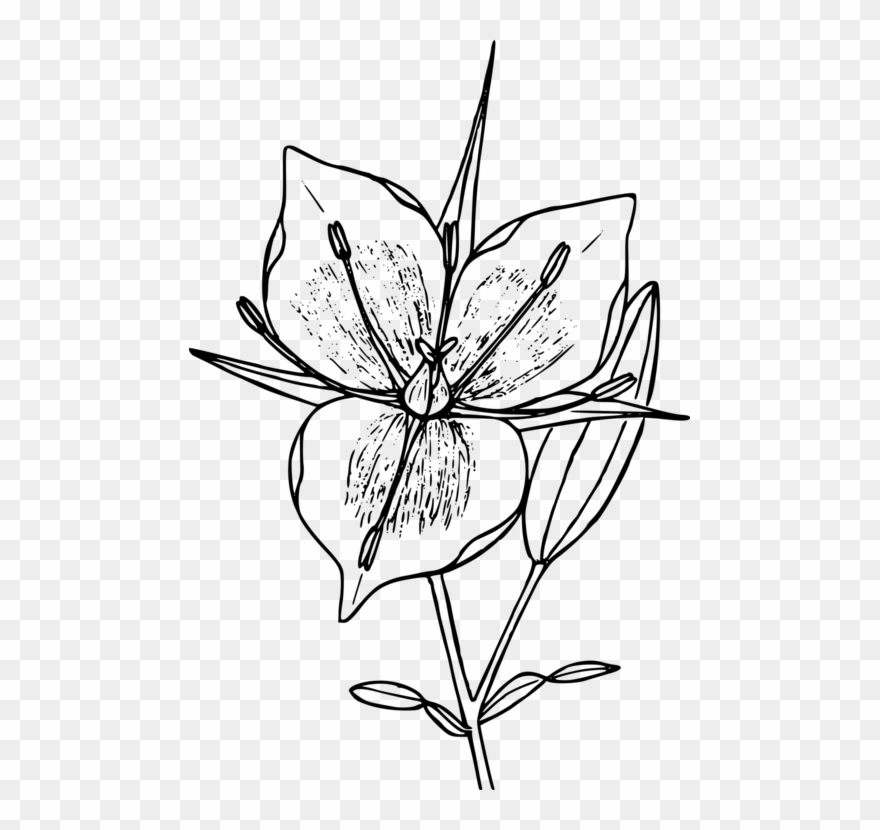 Floral Design Drawing Flower Line Art Computer Icons - Mariposa Flower Clipart - Png Download