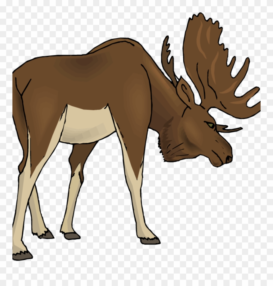 Free Moose Clipart Clipart Money Illustrations 10 Free - Moose Clipart Transparent - Png Download