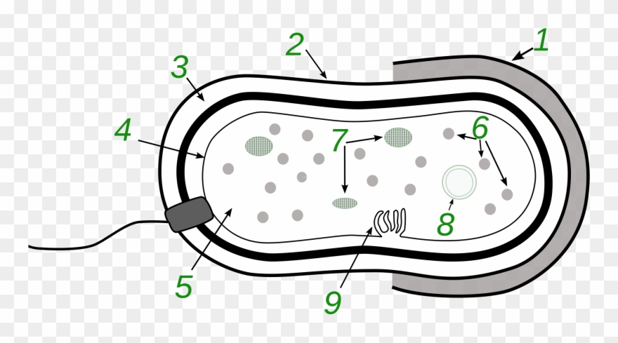 Clip Art Transparent Stock Bacteria Transparent Svg - Gambar Struktur Tubuh Bakteri - Png Download