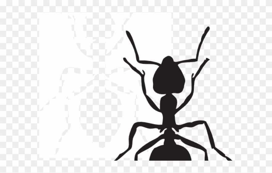 Shapes Clipart Gambar - Custom Black Ant Shower Curtain - Png Download