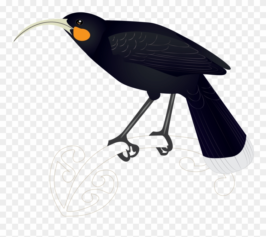 Lost Birds Of New Zealand - Songbird Clipart