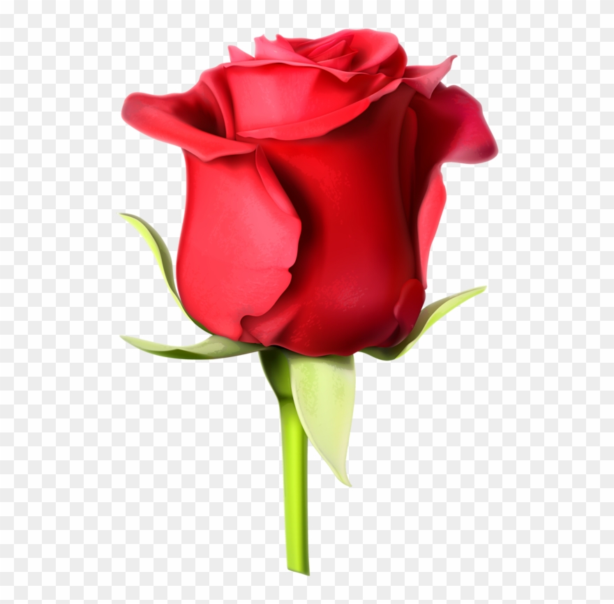 Album - Rose Images Hd Download Clipart