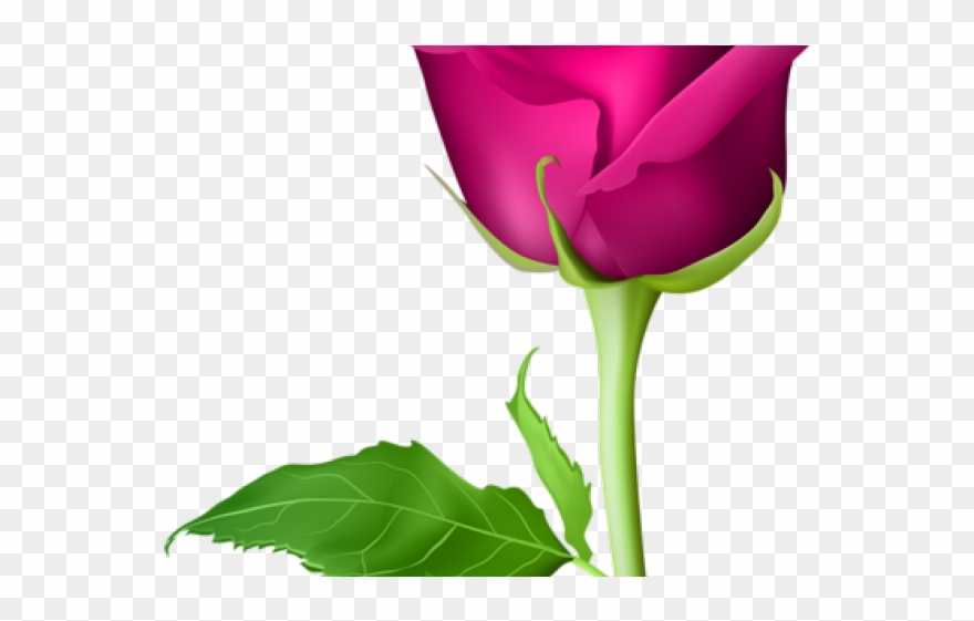 Bud Clipart Sweetheart Rose - Pink Rose Flower Png Transparent Png