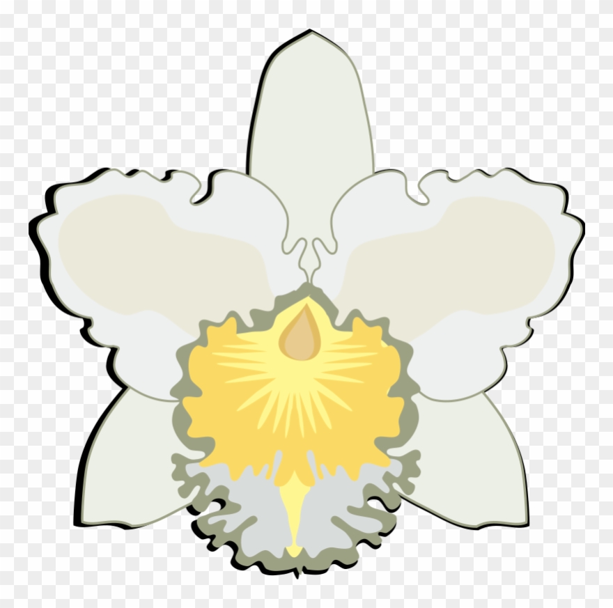 High Quality, Easy To Use, Free Support - Orchids Clipart