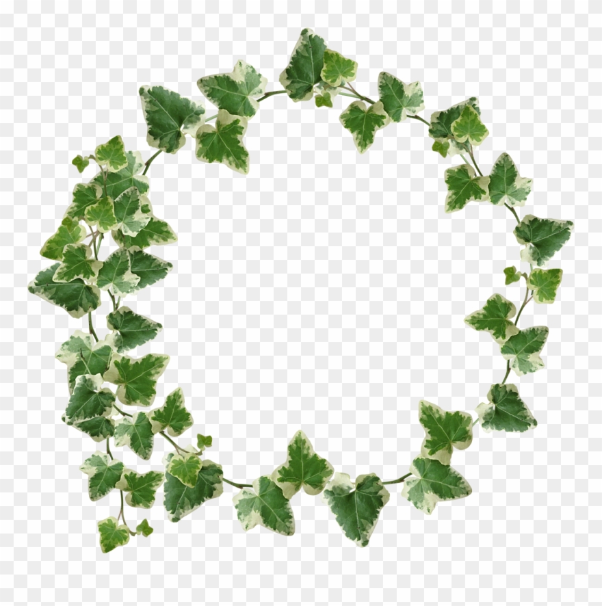 Ivy Clipart Grape Leave - Png Download