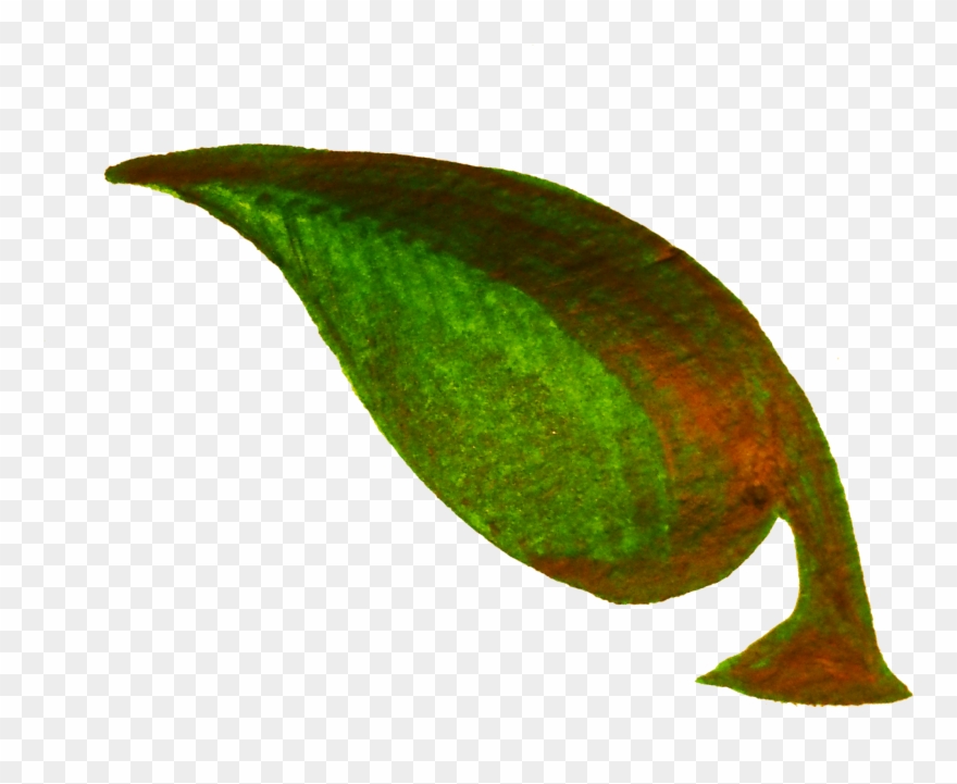 Big Image - Clipart Leaves And Twigs - Png Download