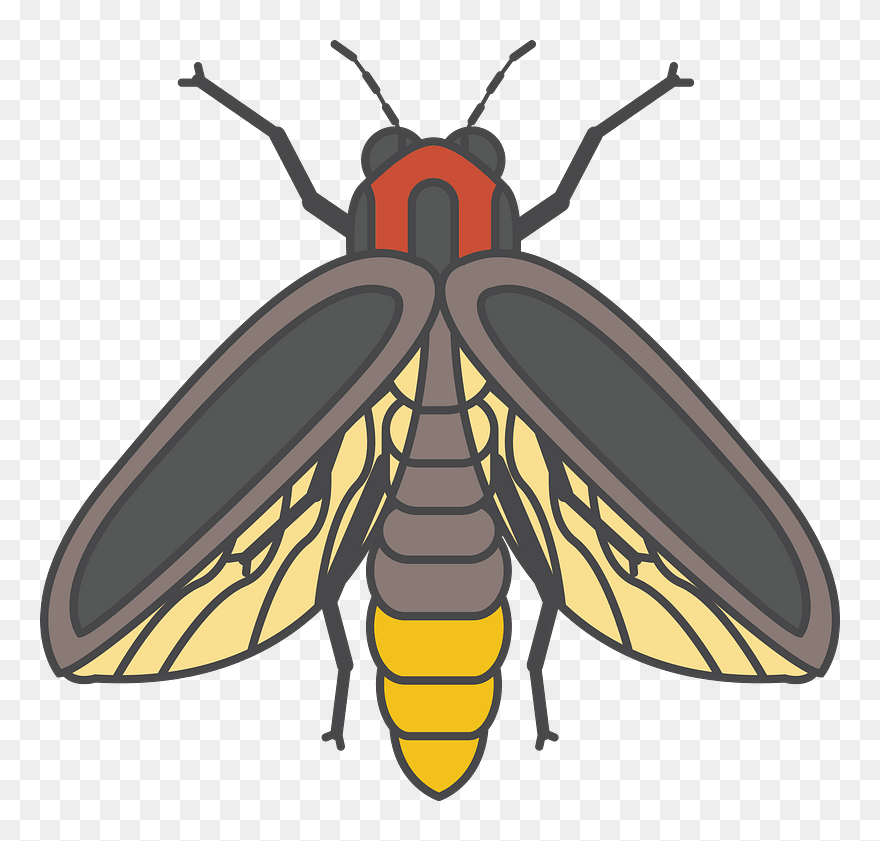 Bee Black Honey - Firefly Insect Clipart