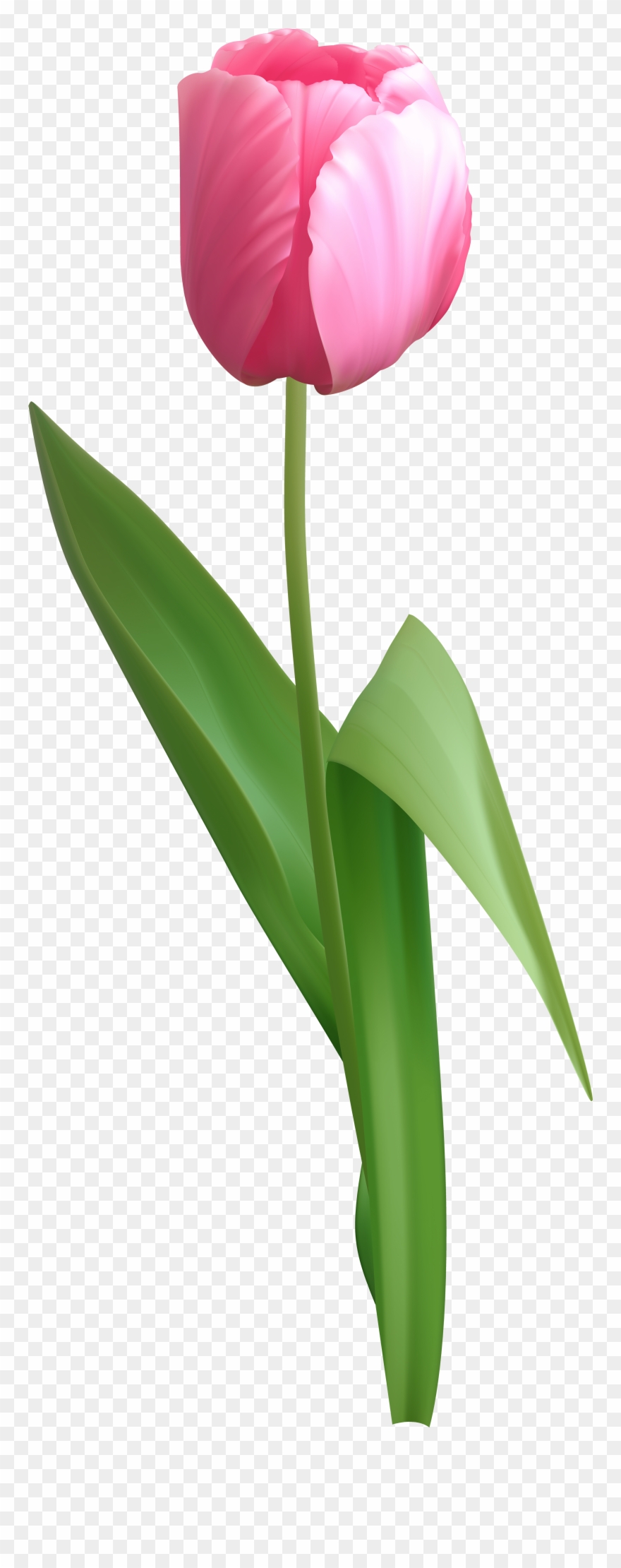 Pink Tulip Png Clip Art Image - Tulip Png Transparent Png
