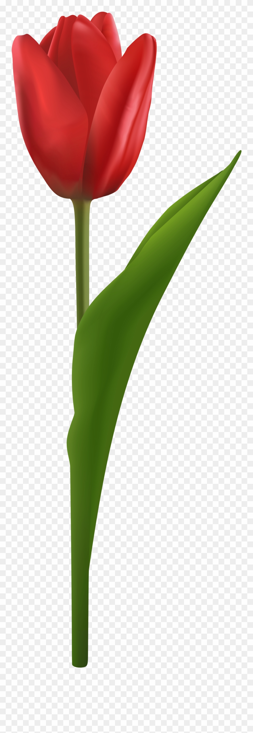 Portable Network Graphics Clipart