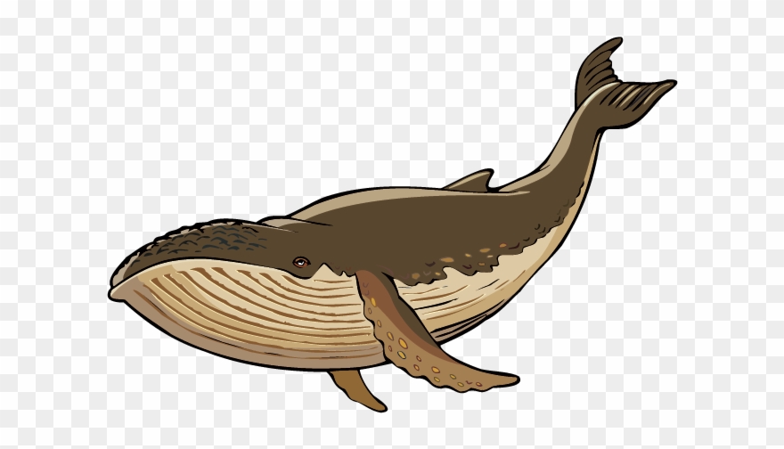 Learn About The Coyote At The Washington Nature Mapping - Humpback Whale Whisperer Pillow Case Clipart