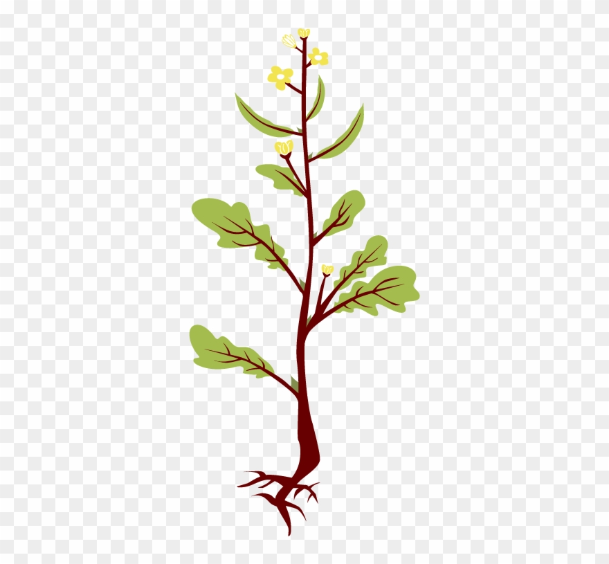 Roots Clipart Mustard Tree - اجزاء النبات للصف الثاني الابتدائي - Png Download