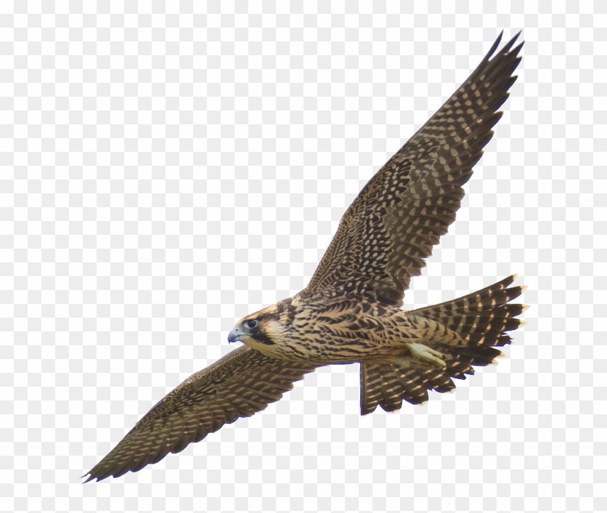 Falcon Clipart Harrier - Falcon Quotes - Png Download