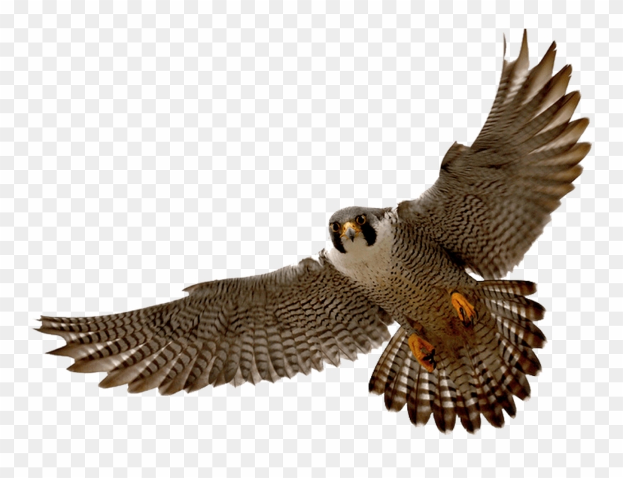 Diving Clipart Peregrine Falcon - Peregrine Falcon Png Transparent Png