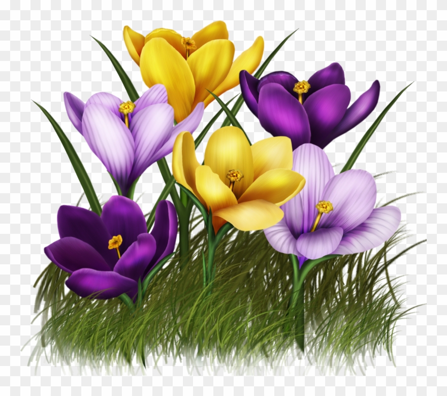 Фото, Автор Volnina На Яндекс - Crocuses Clipart - Png Download