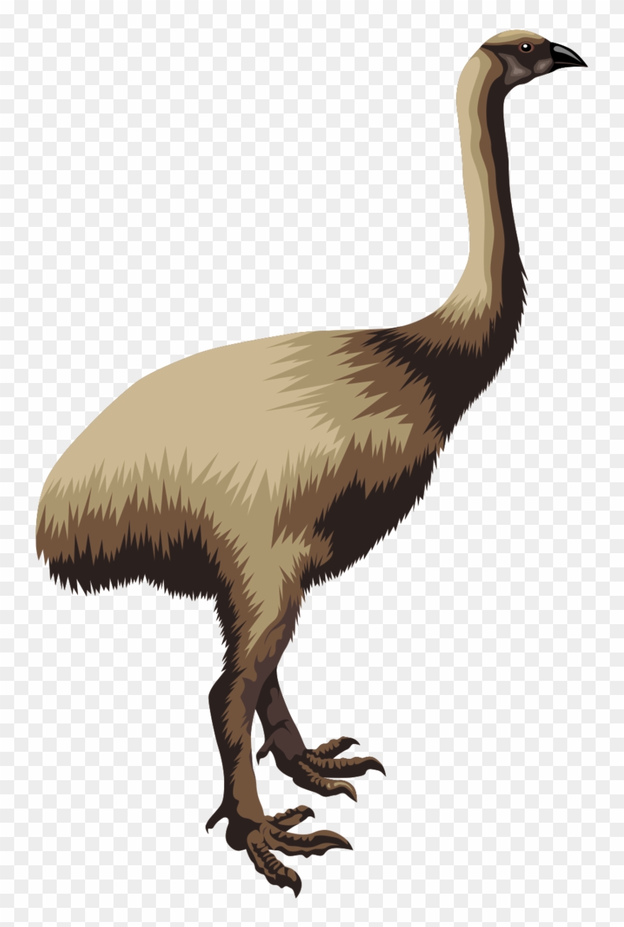 Kakapo - Moa Transparent Background Clipart