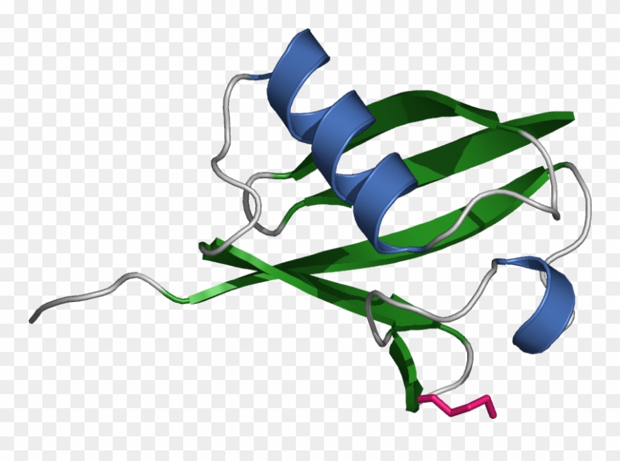 Wikipedia, The Free Encyclopedia - Ubiquitin Clipart