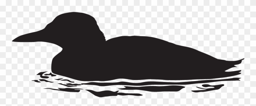 Rhinoceros Auklet - All About Birds Clipart