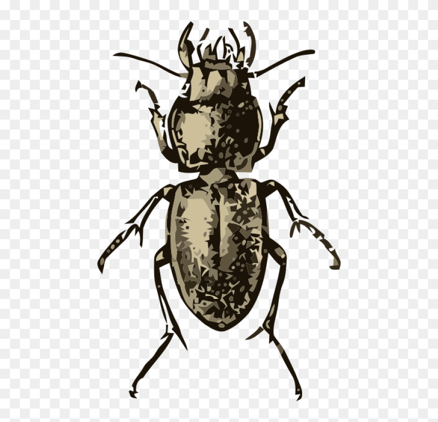 All Photo Png Clipart - Pasimachus Depressus Beetle Curtains Transparent Png
