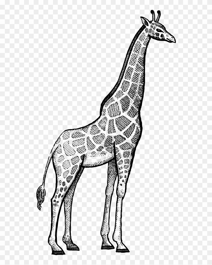 Giraffe Rhinoceros Okapi Lion - Giraffe Black And White Line Drawing Clipart