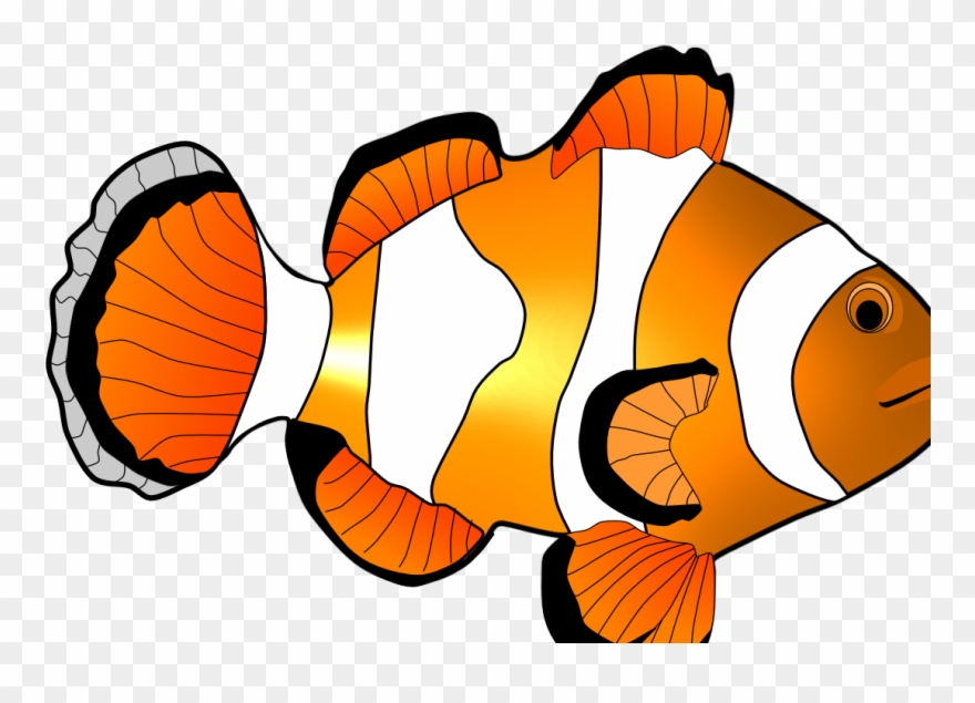 Home Images Clown Fish Clip Art Clown Fish Clip Art - Clip Art - Png Download