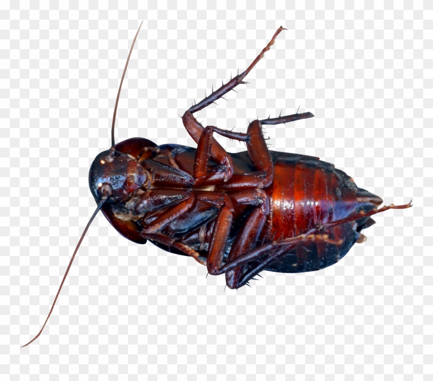 Cockroach Png Clipart