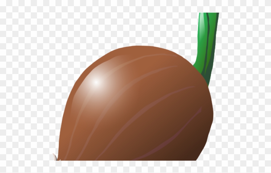 Onion Clipart Large - Illustration - Png Download