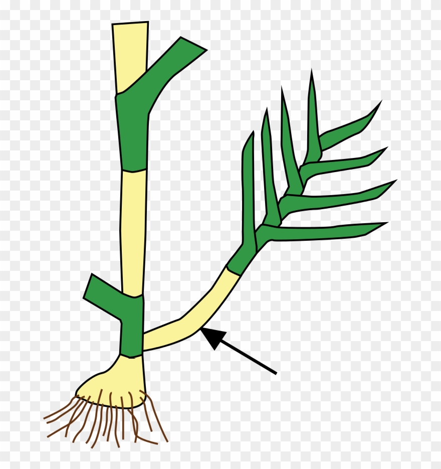 176 × 240 Pixels - Tiller Stem Clipart