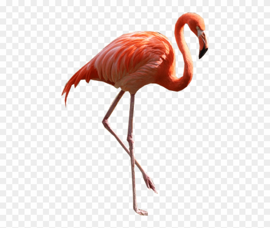 Free Png Images - Flamingo Png Clipart