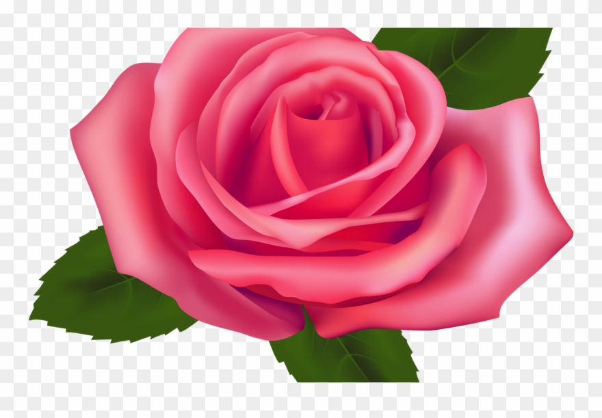 19 Roses Clip Black And White Garden Rose Huge Freebie - Pink Rose Png Transparent Png